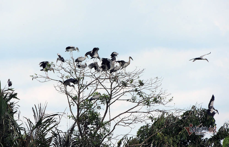 Kỳ lạ, vườn cây bỏ hoang của lão nông miền Tây có hàng nghìn con cò quý hiếm - 12