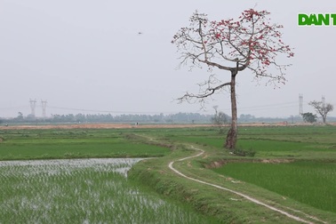 Những cây hoa gạo "cô đơn" nổi bật trên đồng ruộng xanh mùa hoa nở