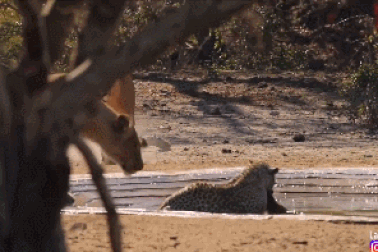 Mải kiếm ăn, báo suýt trở thành mồi ngon của sư tử