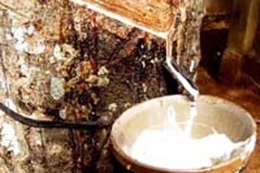 Sẽ ký hàng loạt hợp đồng lớn với các tập đoàn Kinh tế Mỹ