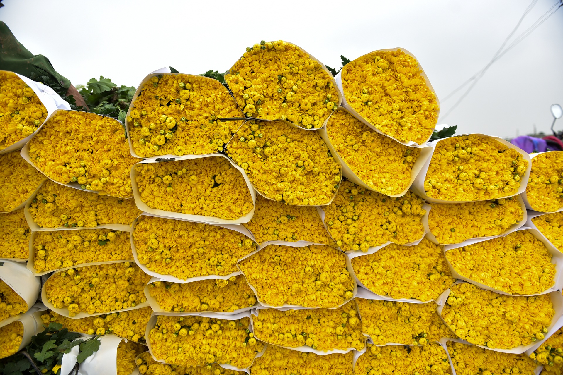 Người dân Tây Tựu rạng rỡ vì trúng vụ hoa cúc Rằm tháng Chạp - 17 Người dân Tây Tựu rạng rỡ vì trúng vụ hoa cúc Rằm tháng Chạp - 17