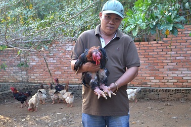 Chưa Tết, Gà Đông Tảo tiền triệu đã “cháy hàng”