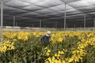 Mô hình trồng lan vũ nữ xuất khẩu mang lại thu nhập cao cho nhiều gia đình