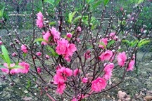 Thương vụ nhớ đời: Buôn 300 cành đào Tết, vợ chồng trẻ lỗ nặng