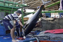 Ngư dân Bình Định đánh bắt xuyên Tết: "Tết mà, ai chẳng muốn bên vợ con"