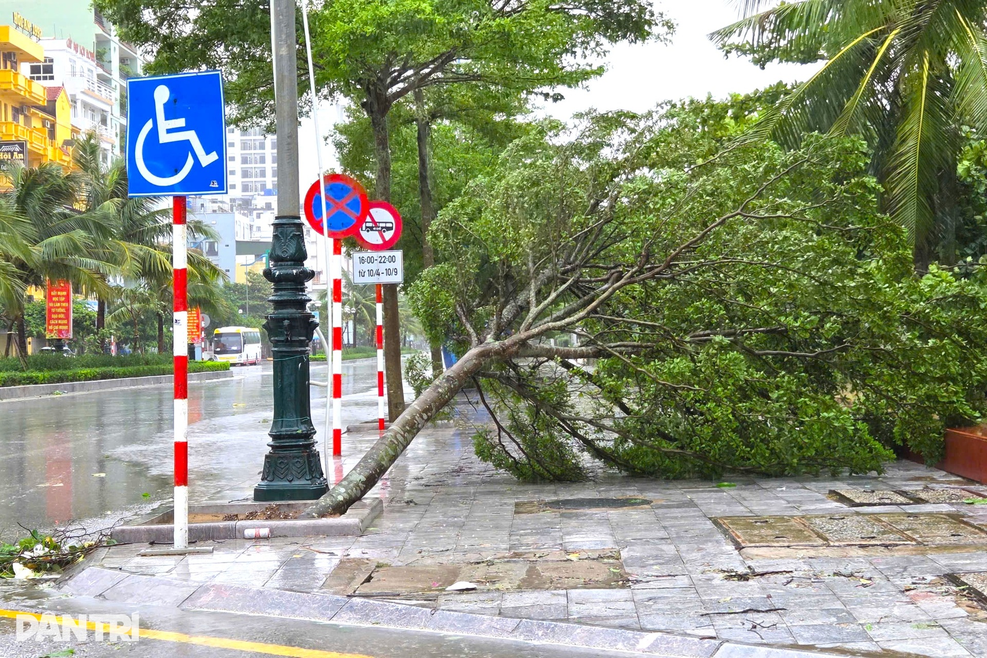 Cây xanh ngã đổ sau khi bão Wipha quét qua Thanh Hóa - 6 Cây xanh ngã đổ sau khi bão Wipha quét qua Thanh Hóa - 6