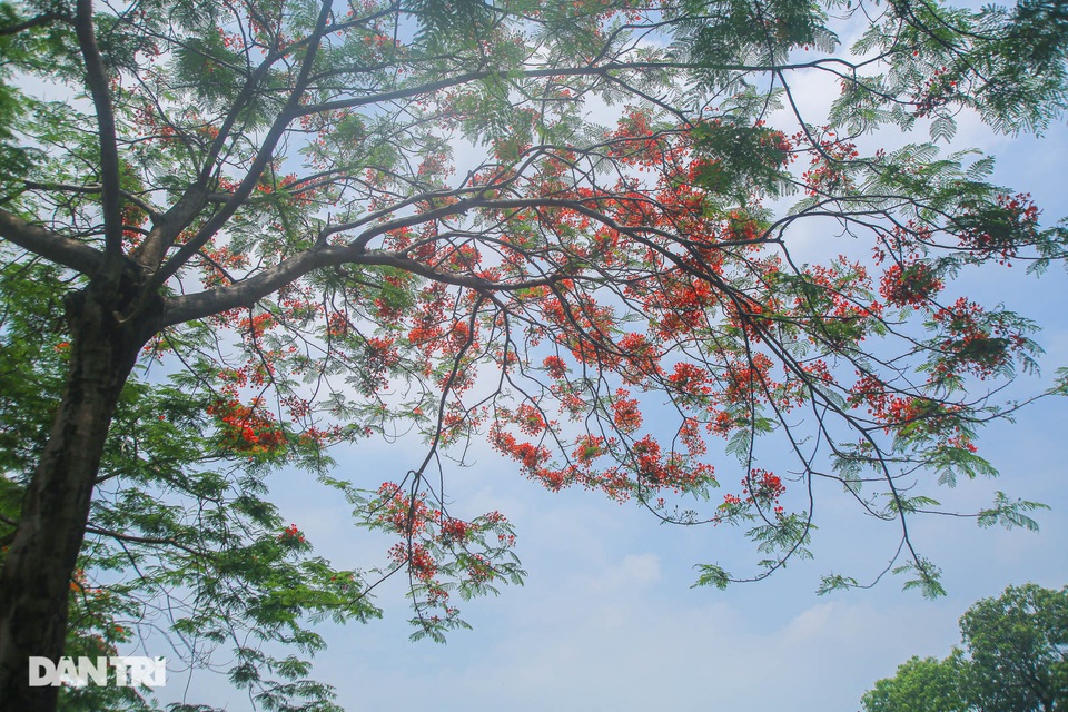 Phố phường Hà Nội rực rỡ sắc hoa phượng đỏ tháng 5 - 8 Phố phường Hà Nội rực rỡ sắc hoa phượng đỏ tháng 5 - 8