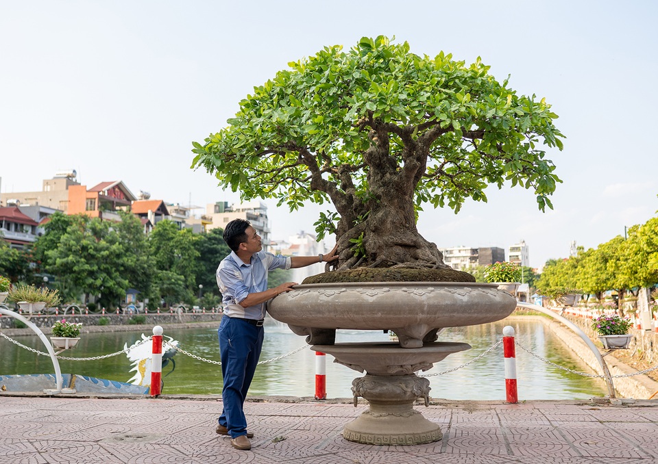 Chiêm ngưỡng cây lộc vừng 5 thân ngũ phúc khiến đại gia phát sốt - 9 Chiêm ngưỡng cây lộc vừng 5 thân ngũ phúc khiến đại gia phát sốt - 9