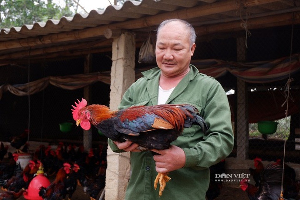 Giá gà Mía Sơn Tây sau Tết giảm mạnh, thấp chưa từng thấy - 2 Giá gà Mía Sơn Tây sau Tết giảm mạnh, thấp chưa từng thấy - 2