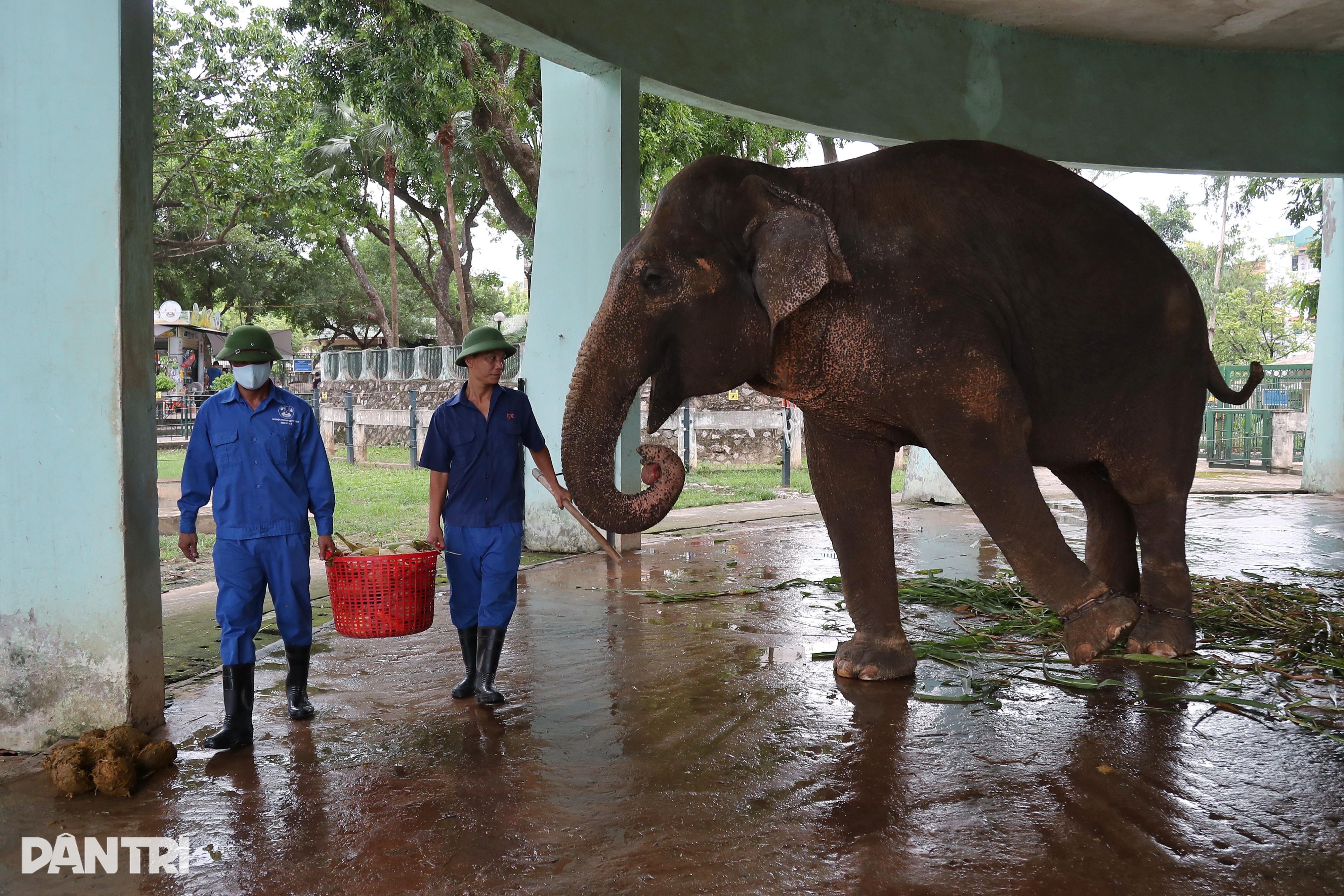 Sponzorujeme náklady na záchranu 2 slonů v parku Thu Le - 3 Tài trợ chi phí giải cứu 2 cá thể voi ở công viên Thủ Lệ - 3