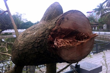 Hà Nội: Sưa “khủng” cạnh đền Bà Già bị chặt hạ trong đêm