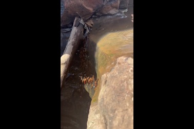 Đàn cá trê "vượt cạn", leo thác nước cao 4 mét