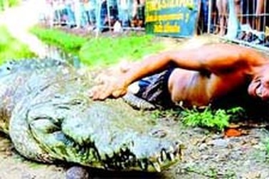 Nuôi cá sấu dài gần 5m trong nhà