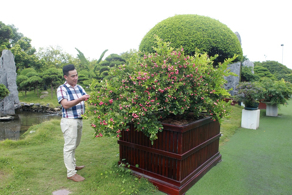 Dàn sơ ri bonsai cổ thụ, trĩu quả giá tiền tỷ của “tướng cướp hoàn lương” - 7 Dàn sơ ri bonsai cổ thụ, trĩu quả giá tiền tỷ của “tướng cướp hoàn lương” - 7