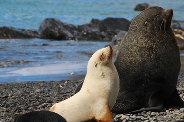 Phát hiện nhiều chim cánh cụt và hải cẩu “nửa bạch tạng” cực quý hiếm