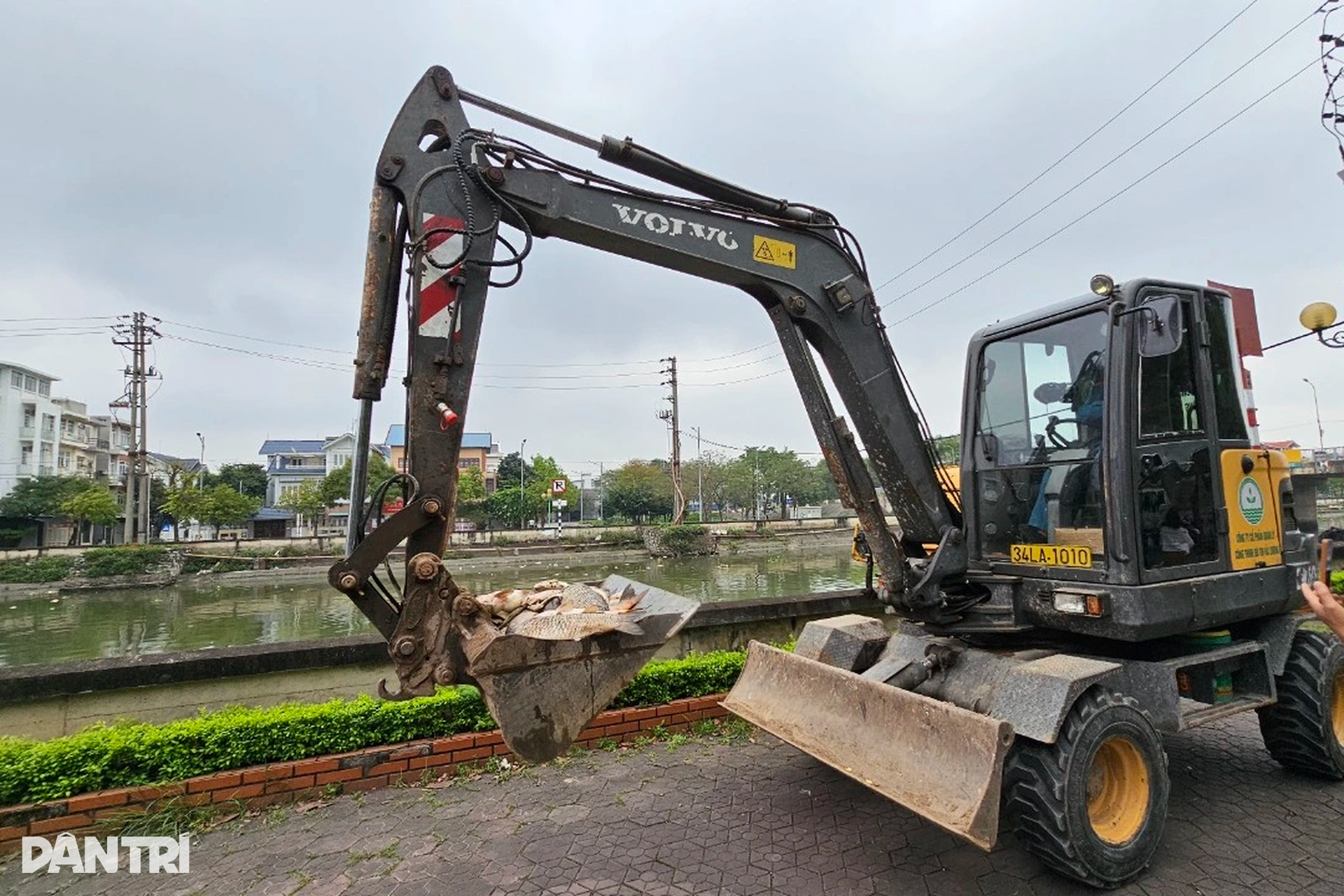 Công nhân môi trường căng mình vớt cá chết ở Hải Dương - 7 Công nhân môi trường căng mình vớt cá chết ở Hải Dương - 7