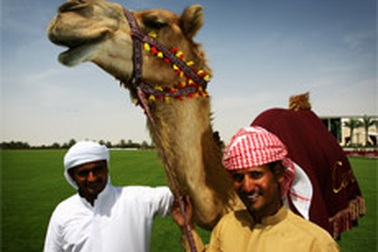 Thái tử Dubai chi 2,7 triệu USD cho một "nàng" lạc đà