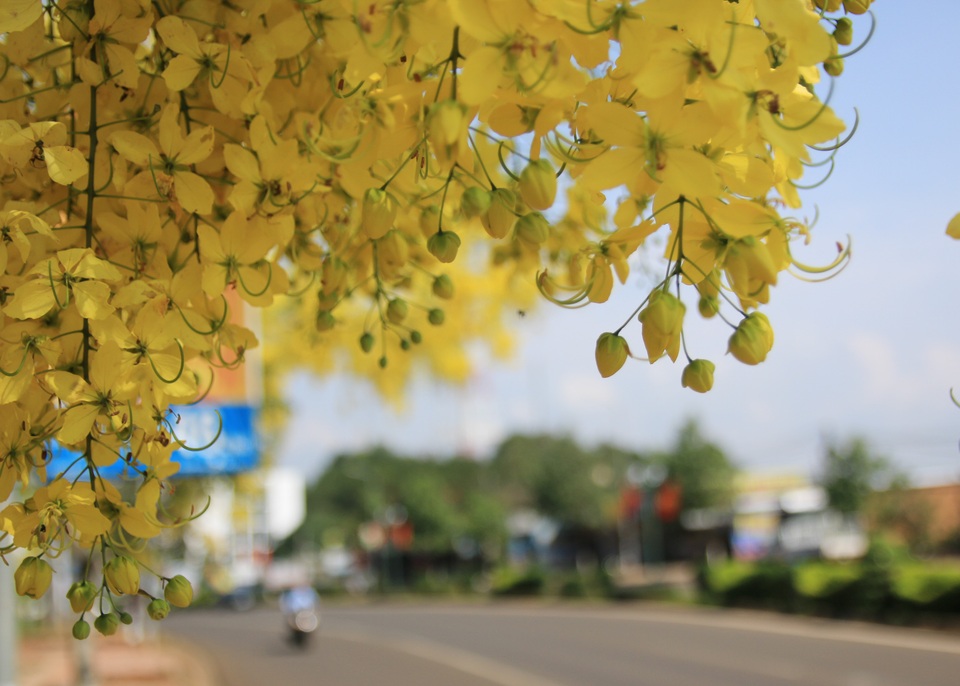 Thành phố trẻ nhất Tây Nguyên rực rỡ sắc vàng của hoa osaka - 7 Thành phố trẻ nhất Tây Nguyên rực rỡ sắc vàng của hoa osaka - 7