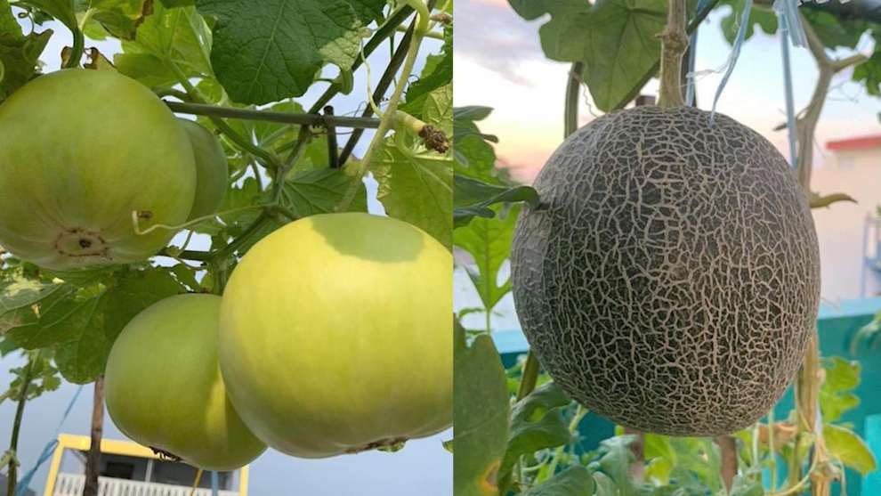 Hành trình làm nông dân sân thượng của người phụ nữ Đà Nẵng yêu vườn - 7 Hành trình làm nông dân sân thượng của người phụ nữ Đà Nẵng yêu vườn - 7