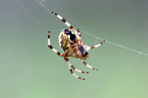 Khoa học giải mã lý do tơ nhện bền hơn cả sợi kevlar