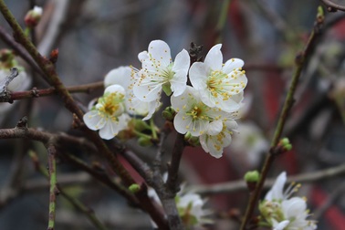Một triệu đồng cành hoa mơ rừng, dân Hà thành giành nhau mua về trưng Tết