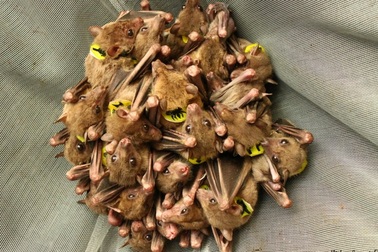 Loài dơi tranh luận rất nhiều trong cuộc “trò chuyện” của chúng