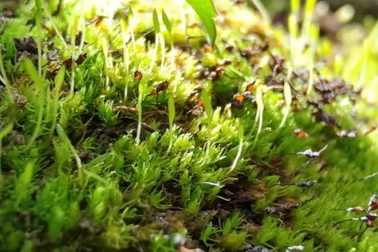 Loài thực vật lâu đời nhất Trái Đất gặp nguy hiểm do biến đổi khí hậu