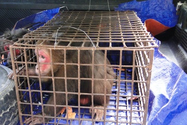 Thả khỉ mặt đỏ, trăn đất về rừng