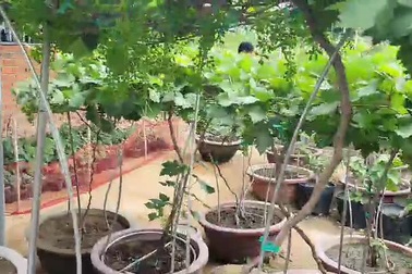 Vườn nho kiểng của nông dân Ninh Thuận