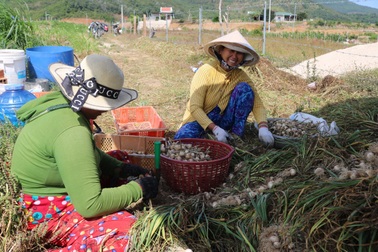 Khánh Hòa: Người làm nghề trồng tỏi thấp thỏm vì giá bán giảm sâu