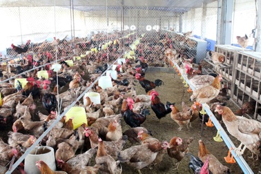 Dịch cúm gia cầm bùng phát, cả nước tiêu hủy hơn 43 nghìn con gia cầm