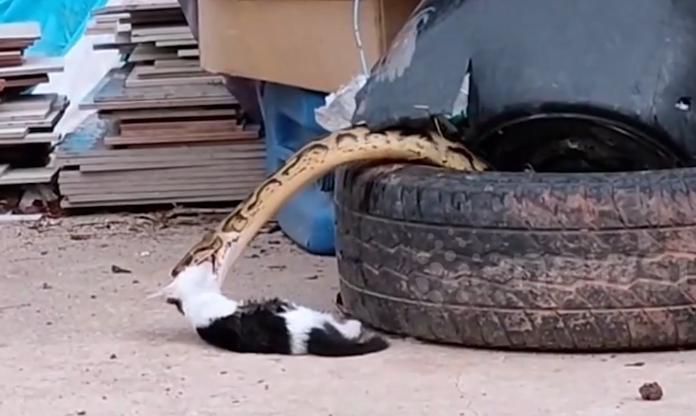 Nổi bật tuần qua: Chủ nhân chết lặng, nhìn trăn cỡ lớn nuốt chửng mèo cưng