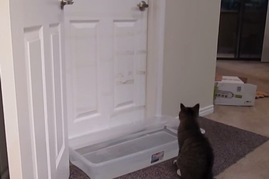 Chú mèo thông minh, tinh quái nhất bạn từng biết