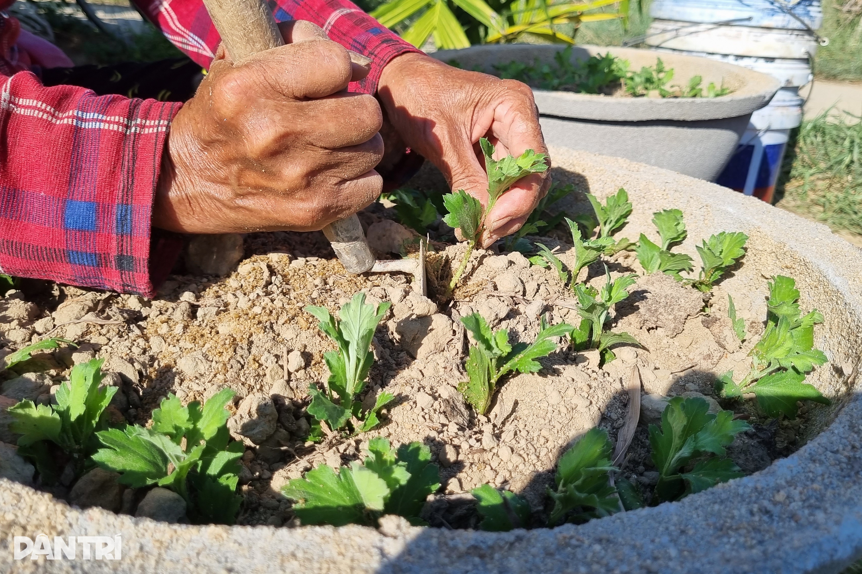 Những người gom nắng khơi màu, gọi Tết - 4 Những người gom nắng khơi màu, gọi Tết - 4