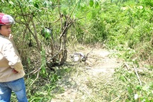 Lén lút cưa bom bi, một người tử vong