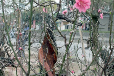 Ngắm những gốc đào “độc nhất” Nhật Tân