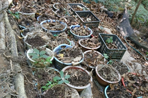 Hơn 800 cây sâm Ngọc Linh của dân bị nhổ trộm trong dịp Tết