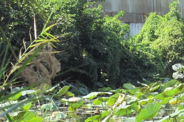 Phát hiện xác chết úp mặt dưới ao sen