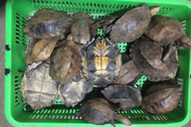 2 phụ nữ lĩnh án tù vì nuôi nhốt, buôn bán rùa quý hiếm