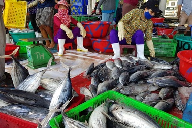 Khánh Hòa: Cá ngừ tấp nập về bờ, người lao động tất bật từ sáng đến trưa