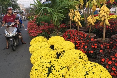Hoa, kiểng chơi Tết “rục rịch” ra phố