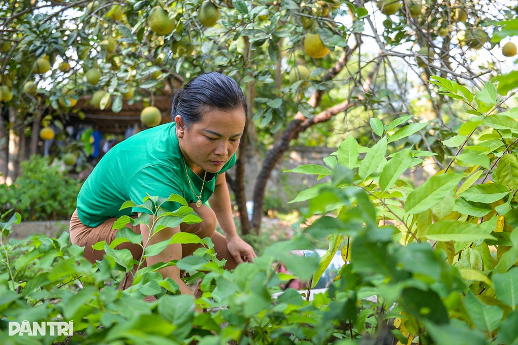 Nữ triệu phú vươn lên làm giàu từ cây na, mỗi năm thu nhập hàng trăm triệu - 3 Nữ triệu phú vươn lên làm giàu từ cây na, mỗi năm thu nhập hàng trăm triệu - 3