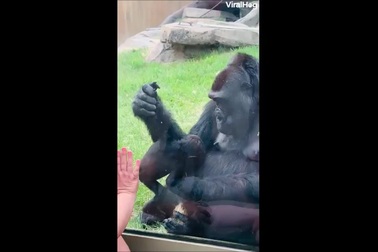 Khỉ đột khoe con mới sinh với du khách ghé thăm vườn thú