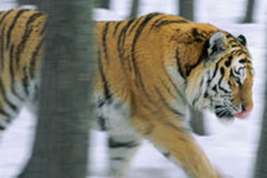 Hổ Siberia bị đe doạ tuyệt chủng 