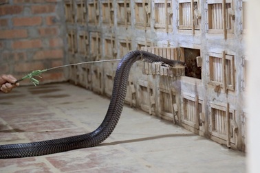 Phát triển du lịch ở làng nghề nuôi rắn Vĩnh Sơn