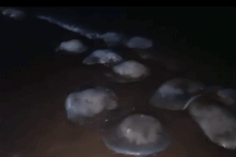 Sứa chết trôi dạt khắp bãi biển Cửa Lò, du khách không dám tắm