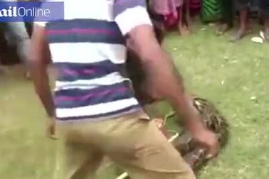 Sốc khoảnh khắc trăn “khủng” cố gắng giết nhân viên kiểm lâm sau khi được giải cứu