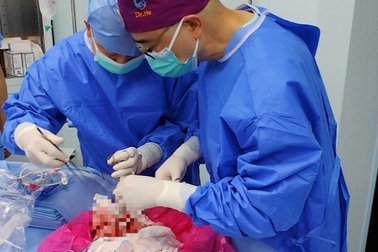 Lần đầu tiên cấy ghép phổi lợn cho người