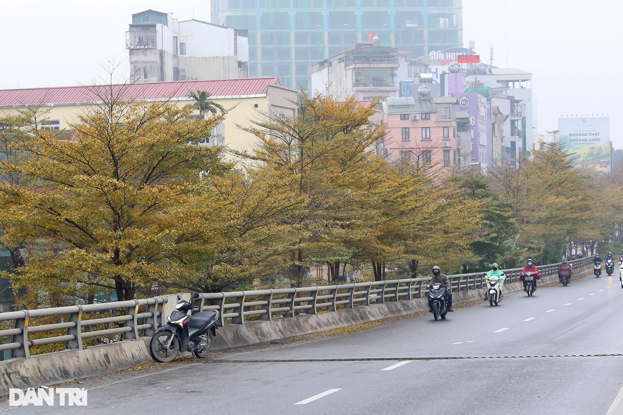 Đẹp ngỡ ngàng những hàng cây bàng lá nhỏ nhuộm vàng đường phố Hà Nội - 13 Đẹp ngỡ ngàng những hàng cây bàng lá nhỏ nhuộm vàng đường phố Hà Nội - 13