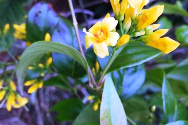 Xin đi học lái xe không được, nam thanh niên ăn lá ngón tự tử